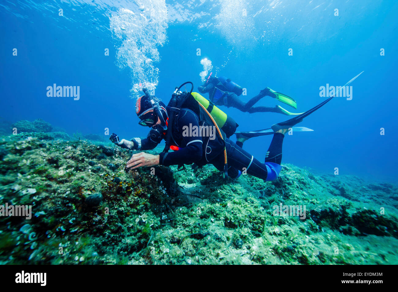 I subacquei ad esplorare la vita di mare, mare Adriatico, Dalmazia, Croazia Foto Stock