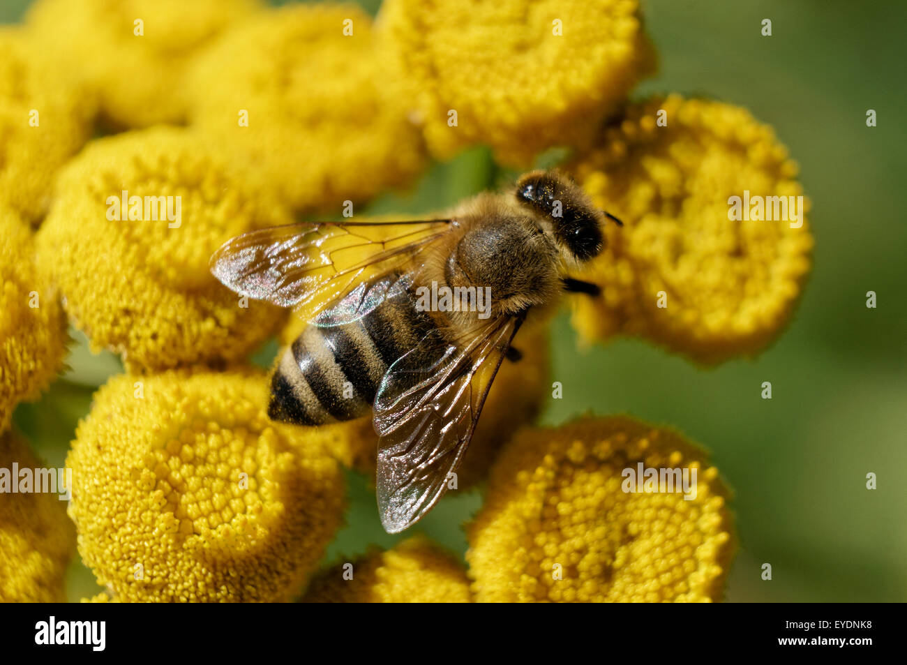 Primo piano di un'ape occidentale o di un'ape europea che raccoglie polline e nettare da bere in cima ai fiori di tansy comune (Tanacetum vulgare) Foto Stock