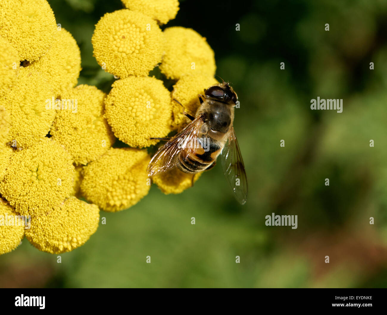 Drone fly (Eristalis tenax) alimentazione su Tansy comune (Tanacetum vulgare fiori, Vancouver, BC, Canada Foto Stock