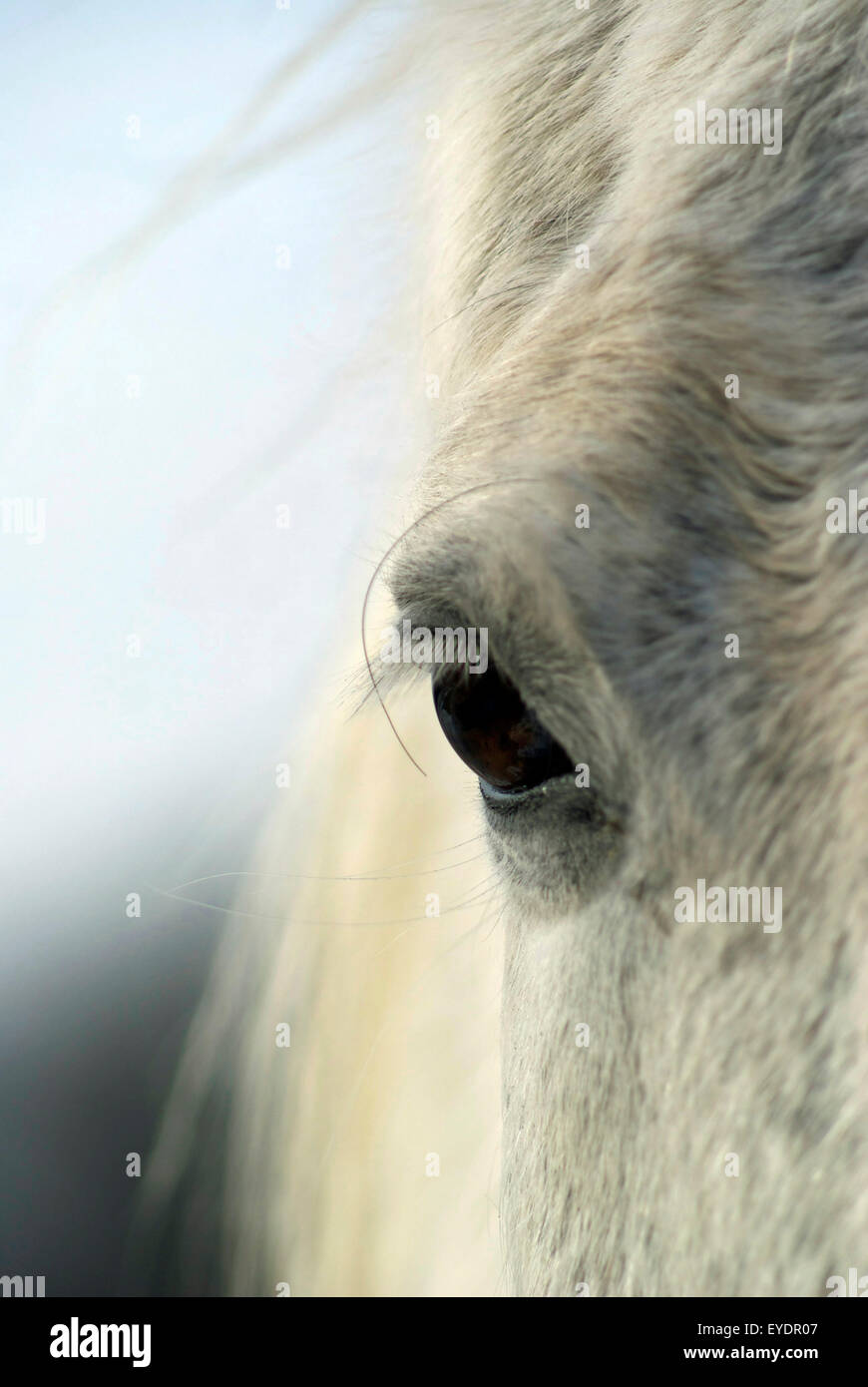 Un cavallo grigio's eye in stretta fino a cielo blu in background. Foto Stock