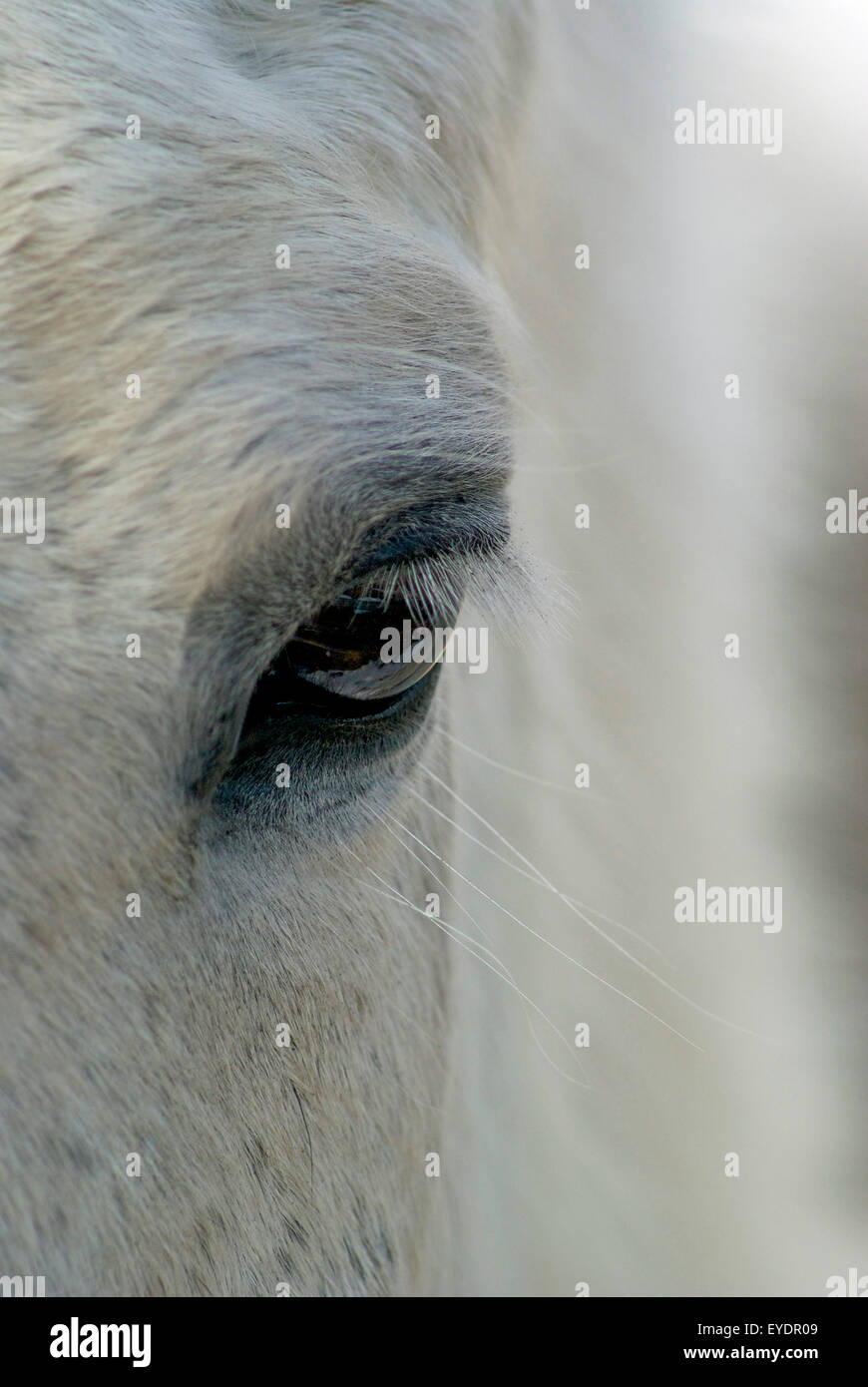 Un cavallo bianco's eye in stretta fino Foto Stock