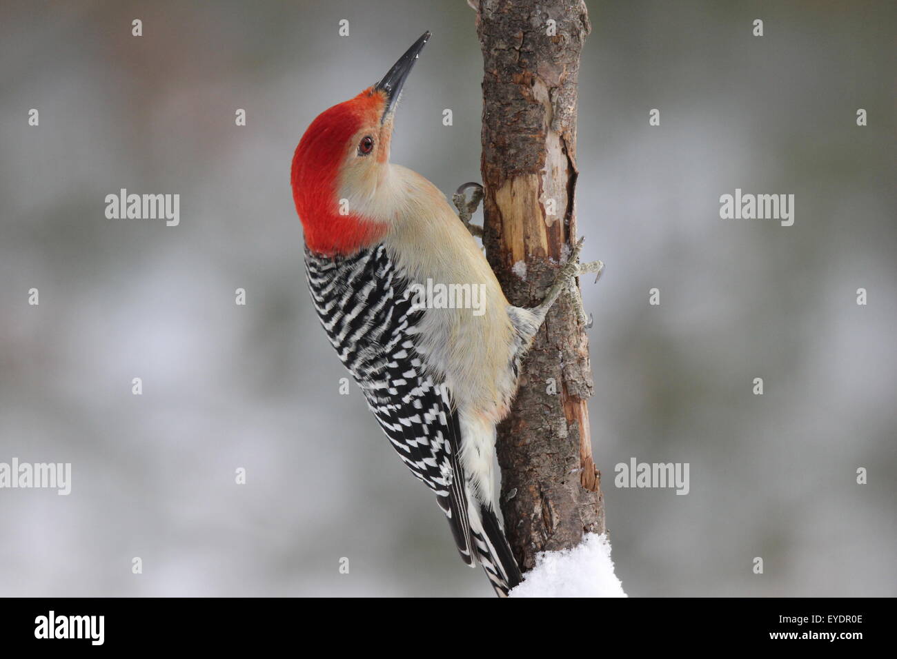 Un maschio rosso picchio panciuto (Melanerpes carolinus) appollaiate su un ramo innevati in inverno Foto Stock