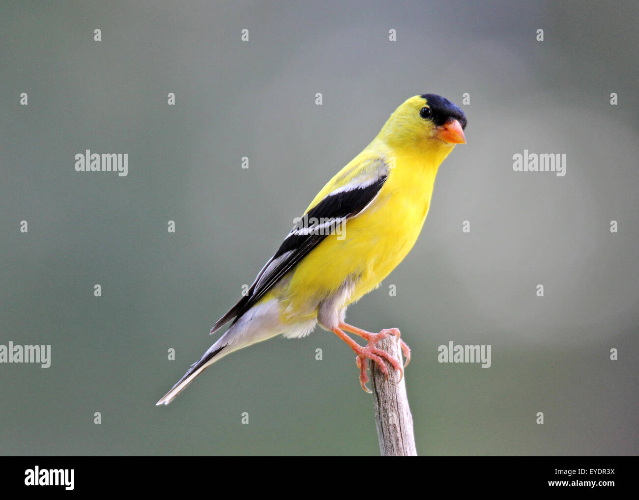 Un maschio di American Cardellino (Carduelis tristis) in colore giallo brillante riproduzione estiva del piumaggio appollaiate su un ramo Foto Stock
