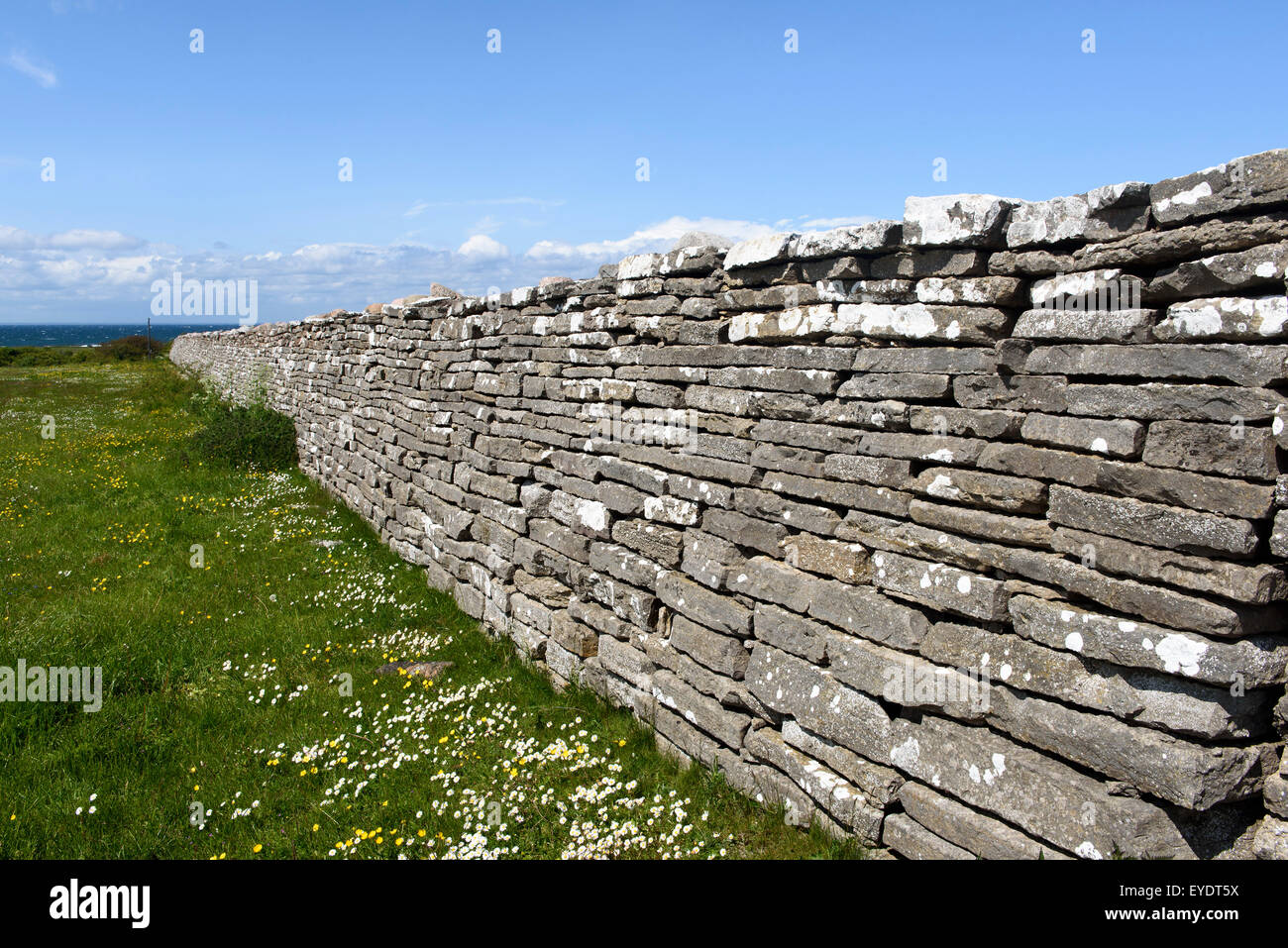 Muro di pietra KarlXgustavs Mur dfrom 1865, Isola se Öland, provincia Kalmar, Svezia Foto Stock