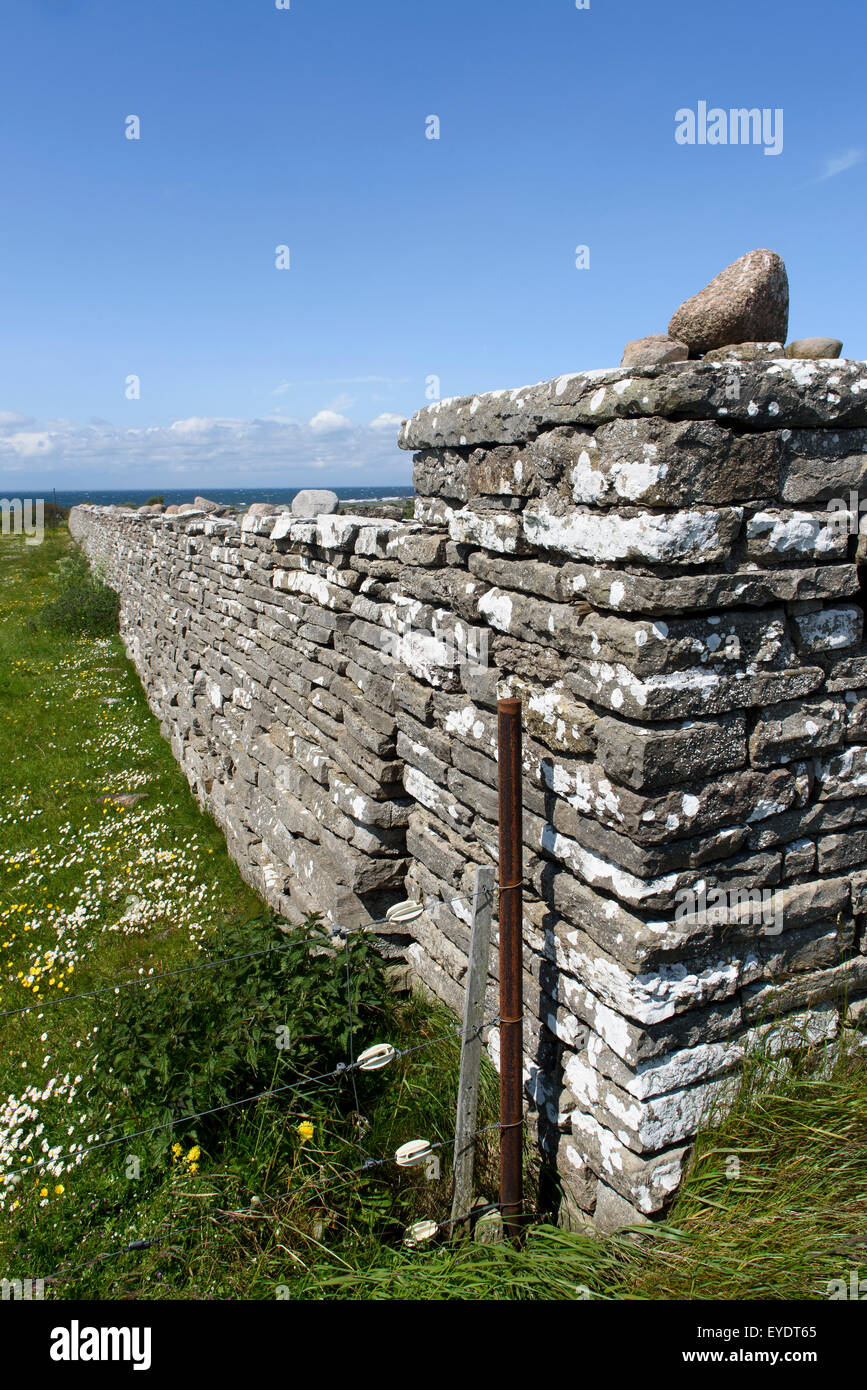 Muro di pietra KarlXgustavs Mur dfrom 1865, Isola se Öland, provincia Kalmar, Svezia Foto Stock