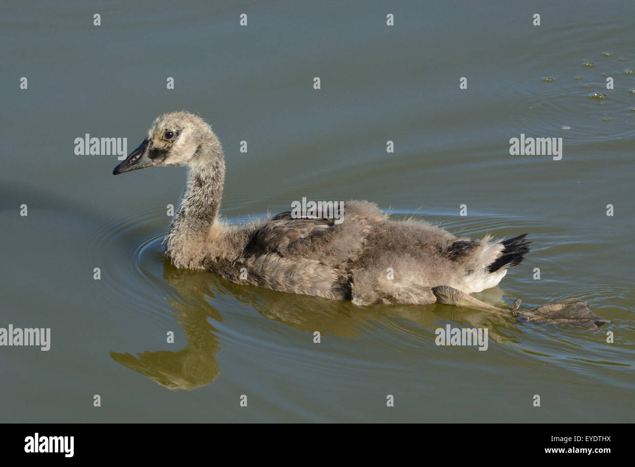 Canada Goose Gosling nuoto sul lago mentre trascini il piede dietro a sterzare Foto Stock