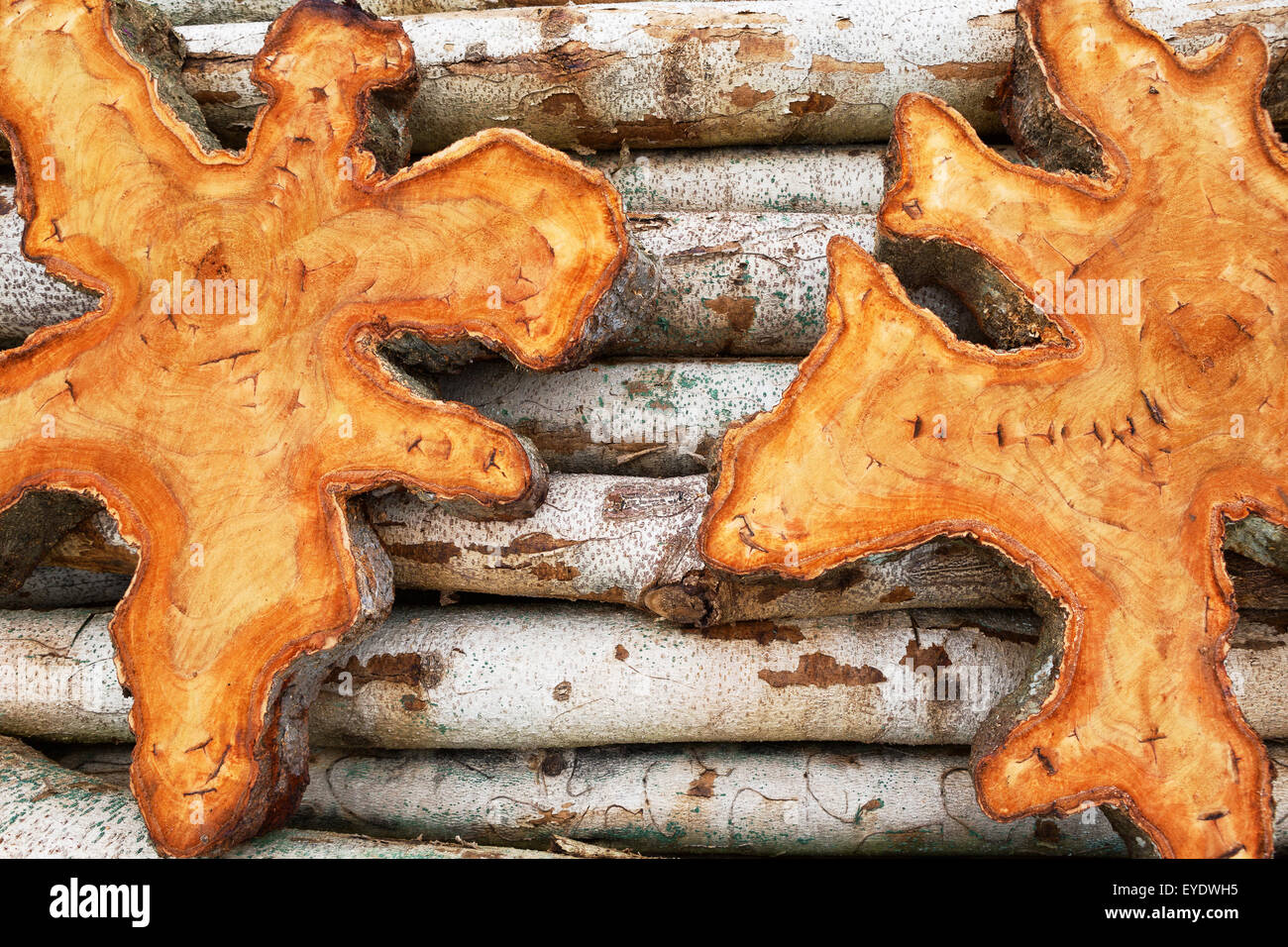 Legno Teak moncone sezioni con superficie testurizzata giacente sul piccolo legno teak tronchi - vuota per tabelle e altre produzioni di legno duro Foto Stock