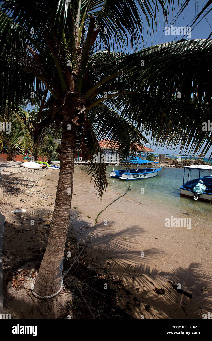 Palm Tree sulla spiaggia, il Franklyn D Resort, Runaway Bay, St. Ann, Giamaica Foto Stock