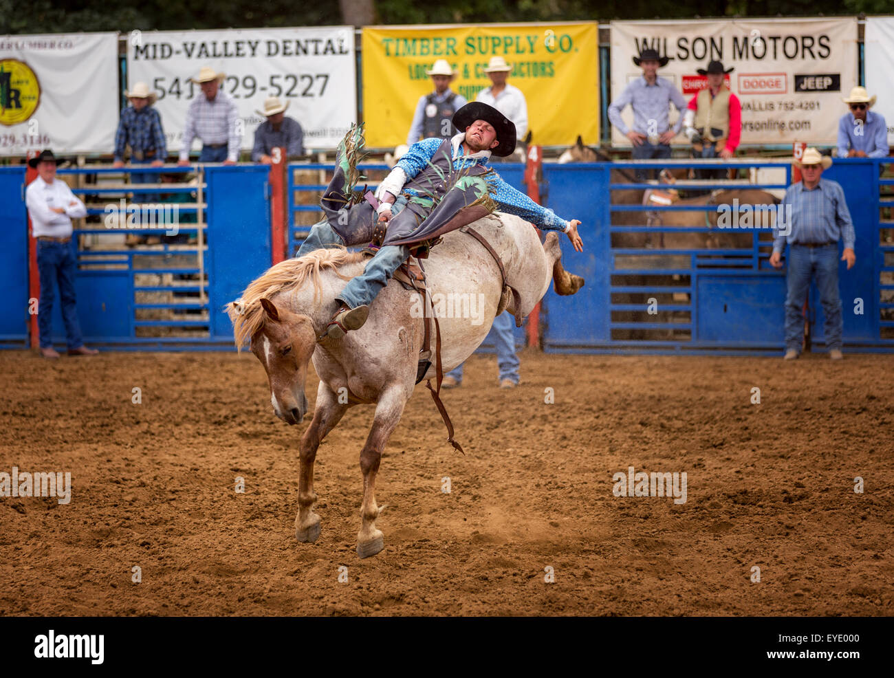 Bareback bronc concorrenza, Philomath Rodeo, Oregon, Stati Uniti d'America Foto Stock