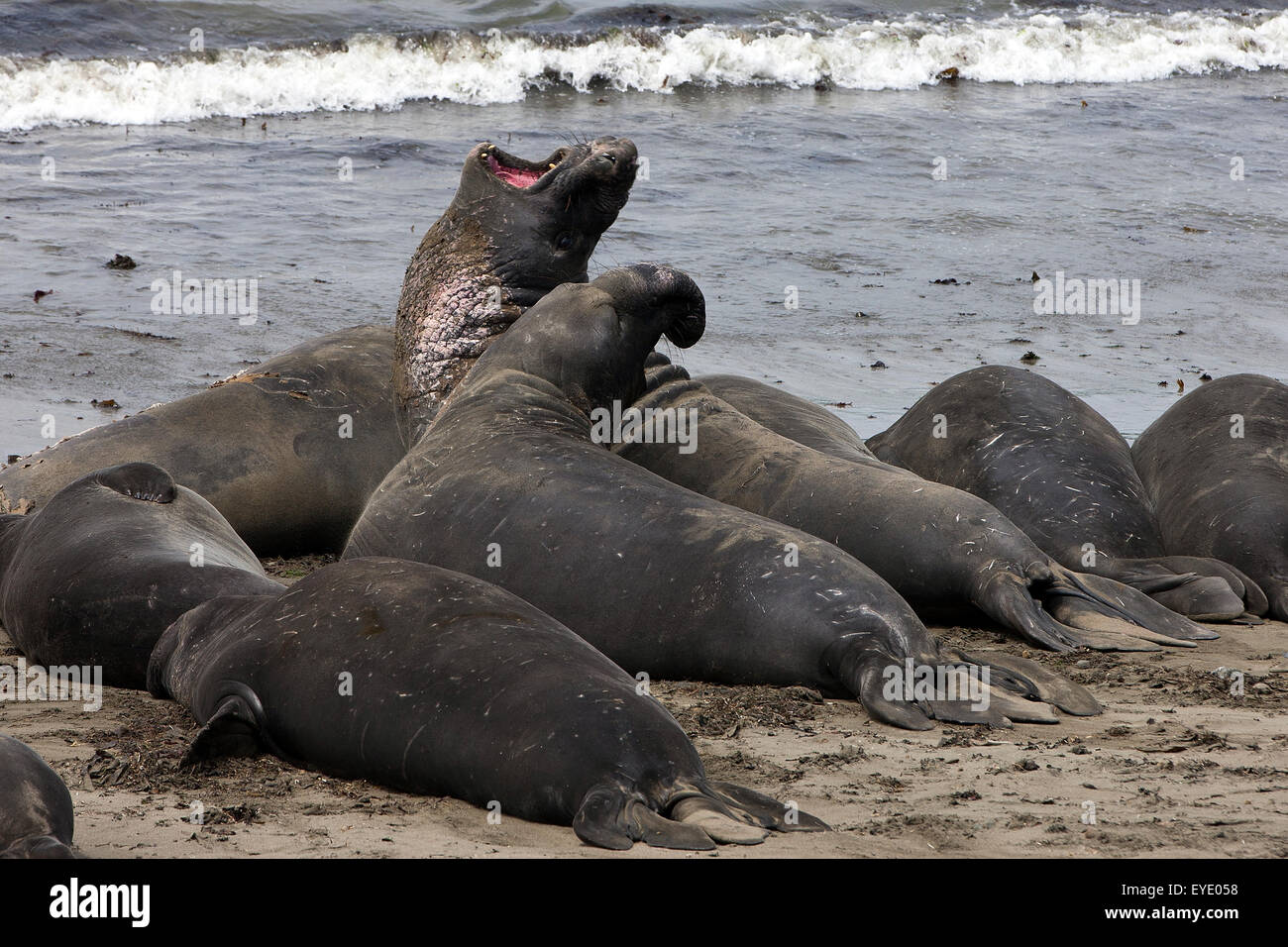 Northern Elephant guarnizioni (Mirounga angustirostris), PIEDRAS BLANCAS Rookery, San Simeone, California, Stati Uniti d'America Foto Stock