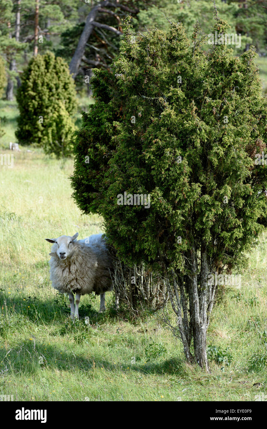 Pecore vicino a Bunge, isola di Gotland Svezia Foto Stock