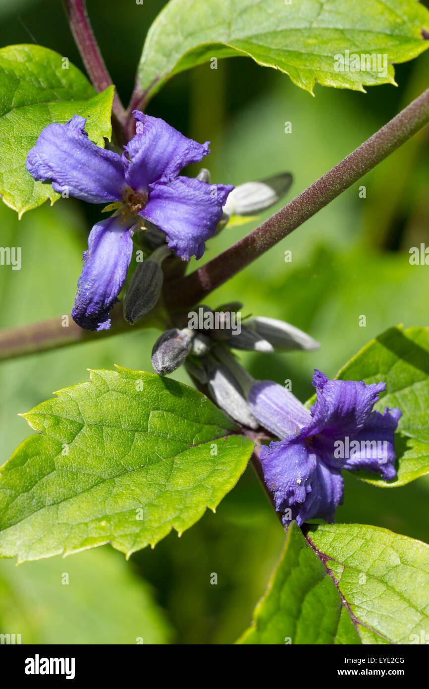 Profumi di fiori viola delle erbacee, non-climbing clematis, Clematis tubulosa "Cassandra' Foto Stock