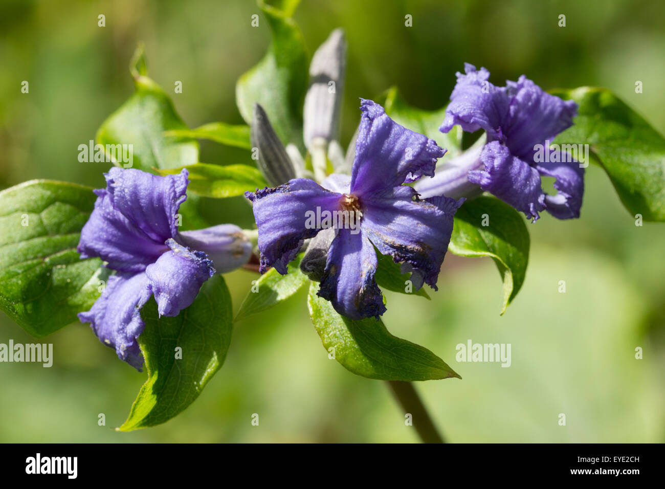 Profumi di fiori viola delle erbacee, non-climbing clematis, Clematis tubulosa "Cassandra' Foto Stock