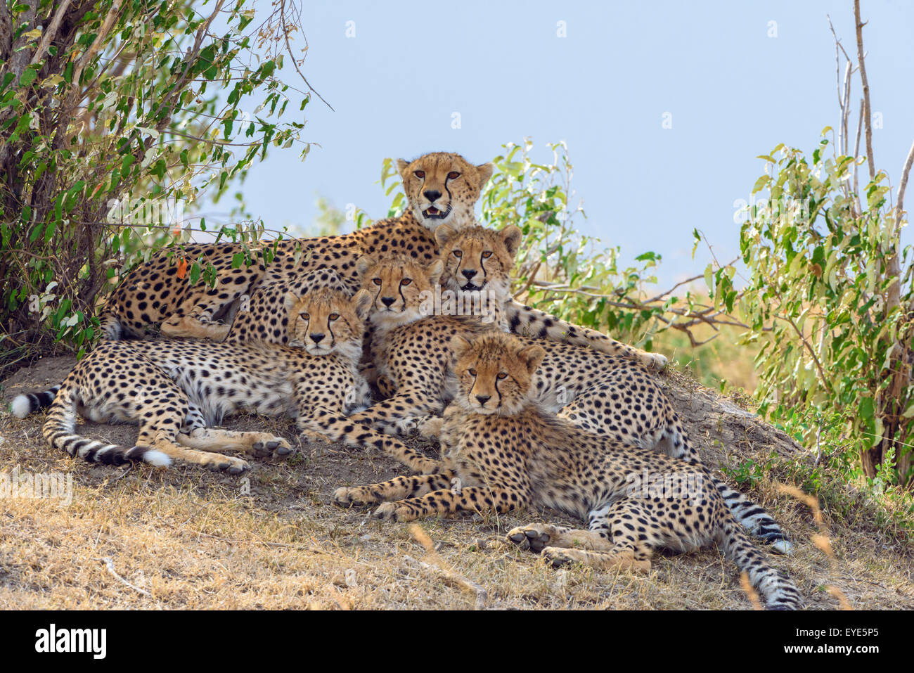 Ghepardo (Acinonyx jubatus), femmina, con quattro lupetti, appoggiato su un tumulo Masai Mara riserva nazionale, Kenya Foto Stock
