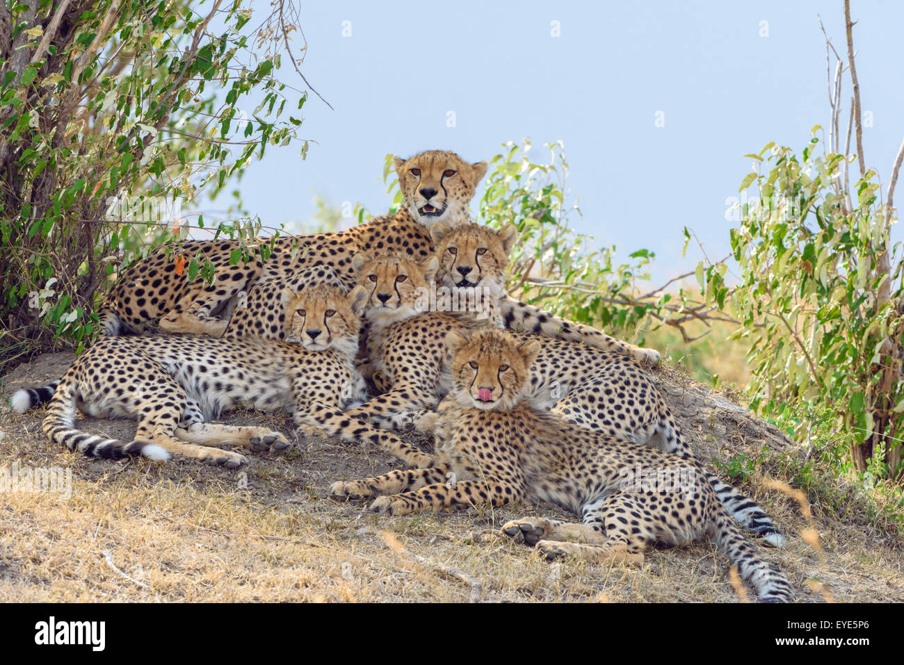 Ghepardo (Acinonyx jubatus), femmina, con quattro lupetti, appoggiato su un tumulo Masai Mara riserva nazionale, Kenya Foto Stock
