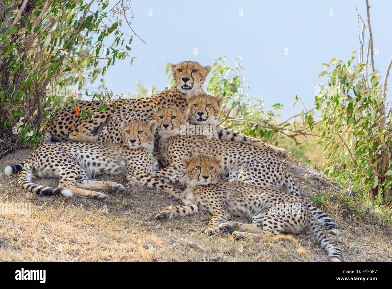 Ghepardo (Acinonyx jubatus), femmina, con quattro lupetti, appoggiato su un tumulo Masai Mara riserva nazionale, Kenya Foto Stock