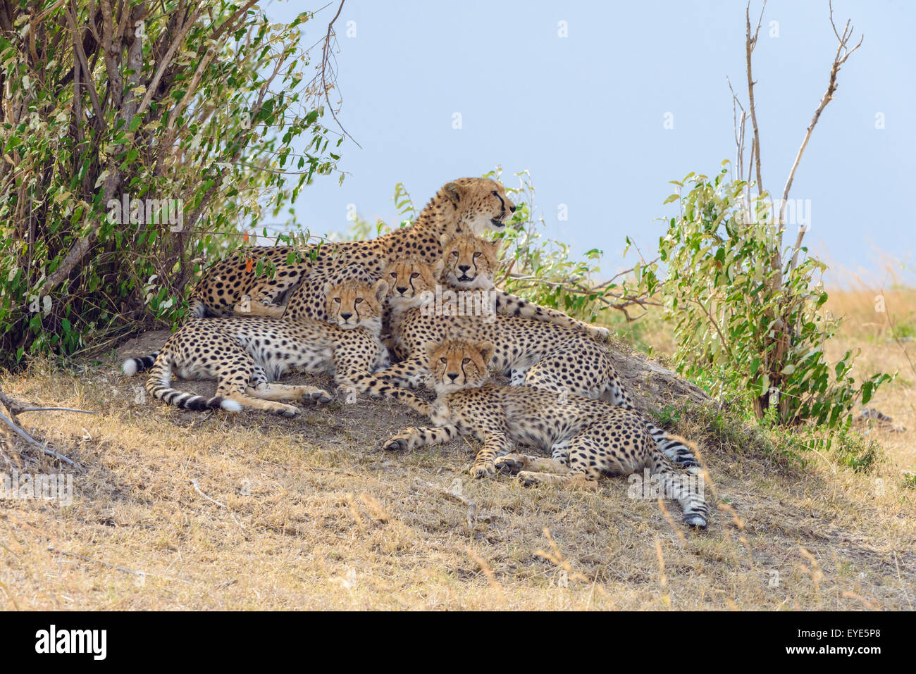Ghepardo (Acinonyx jubatus), femmina, con quattro lupetti, appoggiato su un tumulo Masai Mara riserva nazionale, Kenya Foto Stock