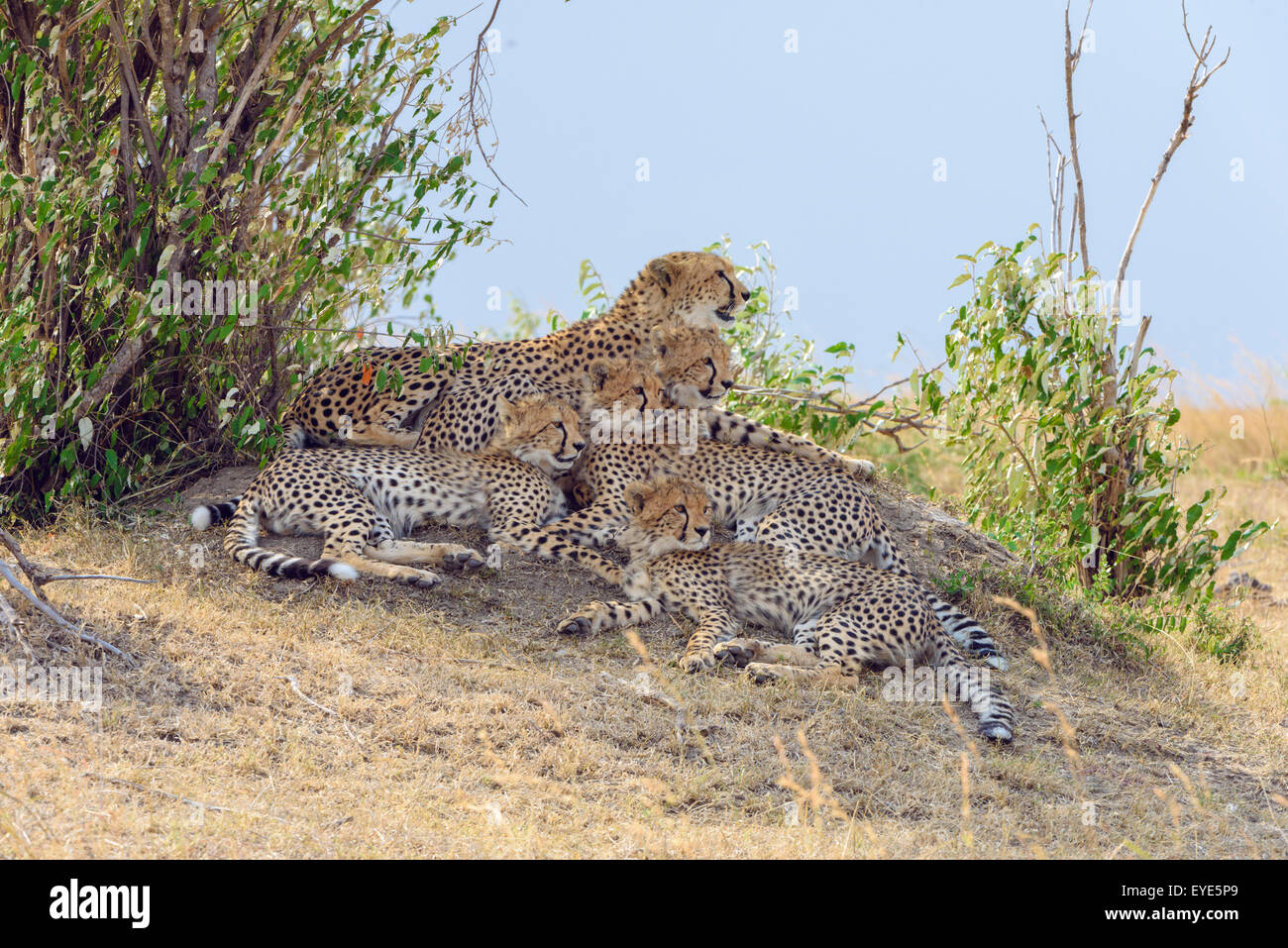 Ghepardo (Acinonyx jubatus), femmina, con quattro lupetti, appoggiato su un tumulo Masai Mara riserva nazionale, Kenya Foto Stock