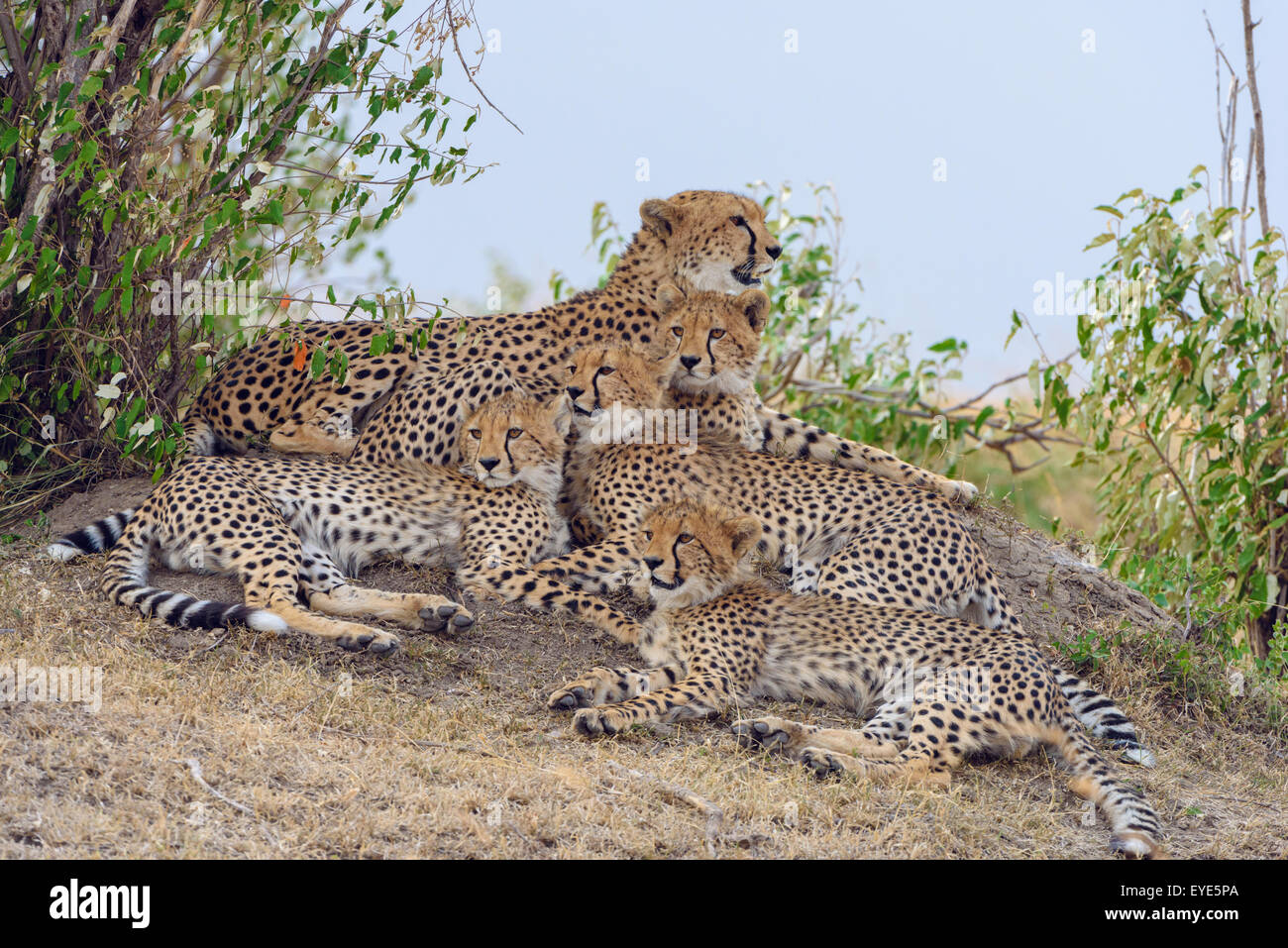 Ghepardo (Acinonyx jubatus), femmina, con quattro lupetti, appoggiato su un tumulo Masai Mara riserva nazionale, Kenya Foto Stock