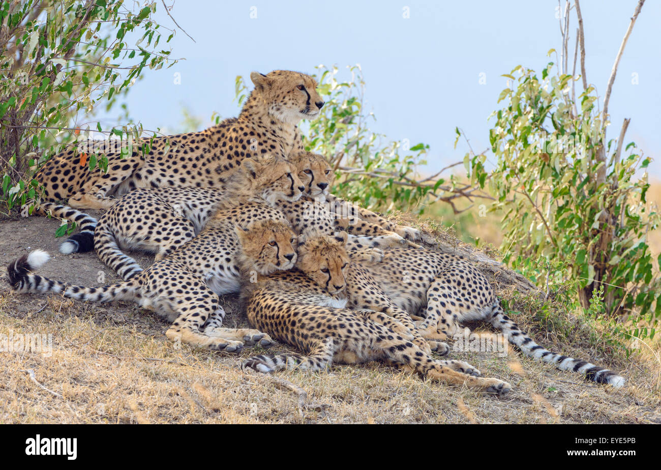 Ghepardo (Acinonyx jubatus), femmina, con quattro lupetti, appoggiato su un tumulo Masai Mara riserva nazionale, Kenya Foto Stock