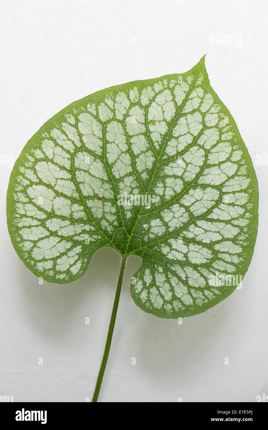 Siberian Bugloss (Brunnera macrophylla 'Jack Frost"), foglia, nativo del Caucaso Foto Stock