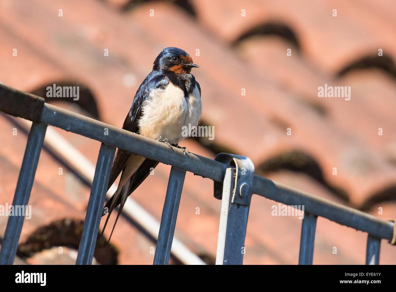 Barn Swallow (Hirundo rustica) appollaiato sulla grondaia, Hesse, Germania Foto Stock
