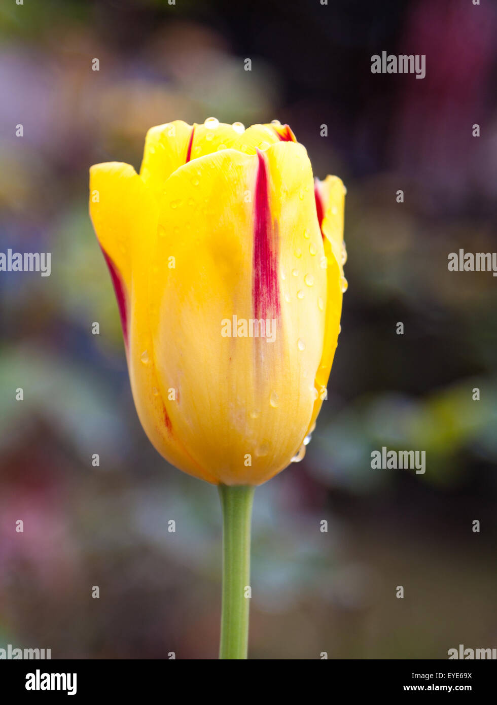 Tulipano giallo close up shot Foto Stock