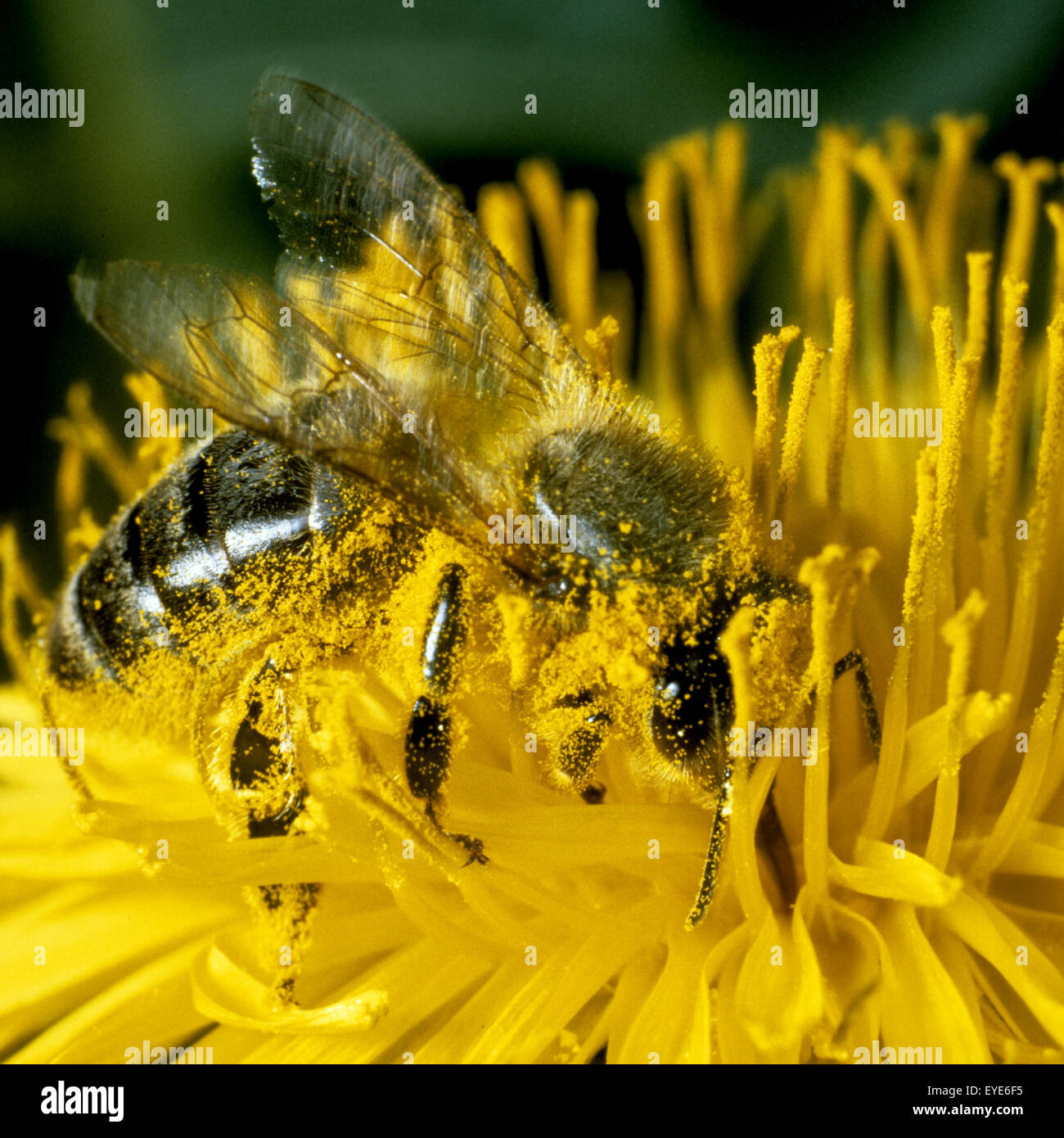 Biene, Apis mellifera, Honigbiene, Insekt, Bestäubung, Biene auf Löwenzahn, Blütenstaub, polline Foto Stock