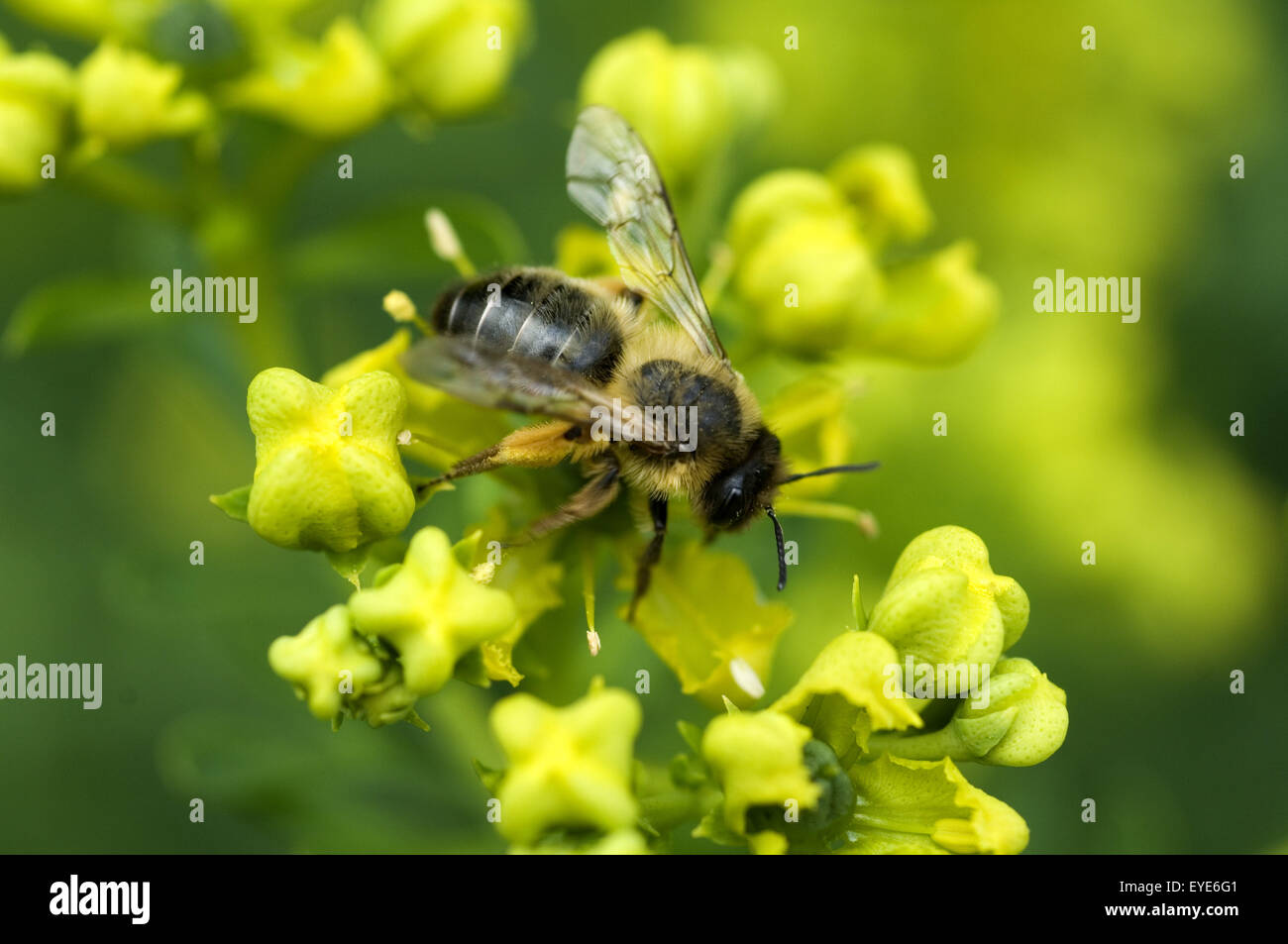 Biene auf Weinraute Foto Stock