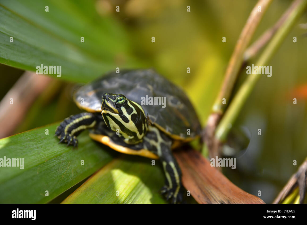Ventre giallo slider turtle in un stagno di mediterraneo Foto Stock