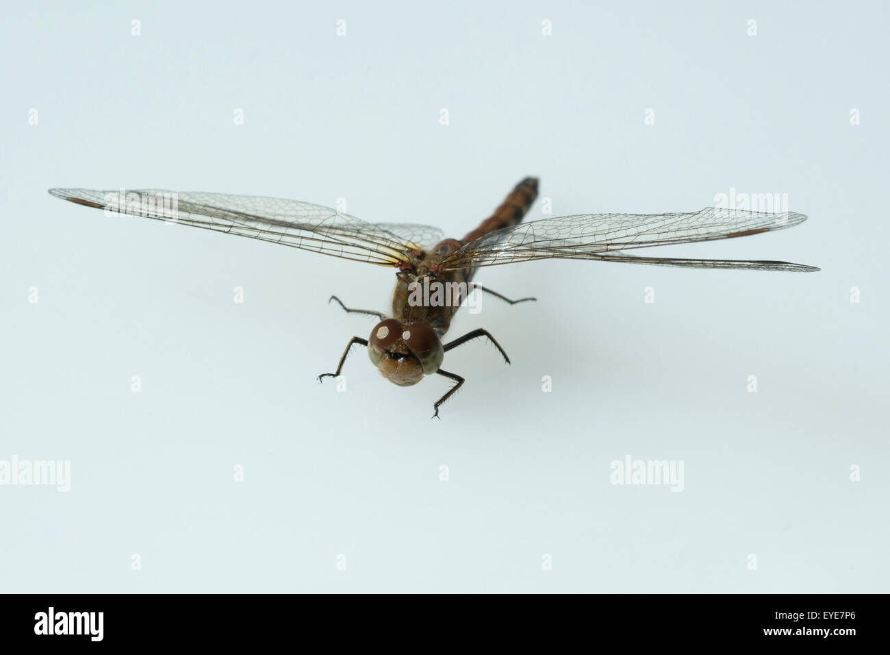 Blutrote Heidelibelle, Sympetrum sanguineum, Foto Stock