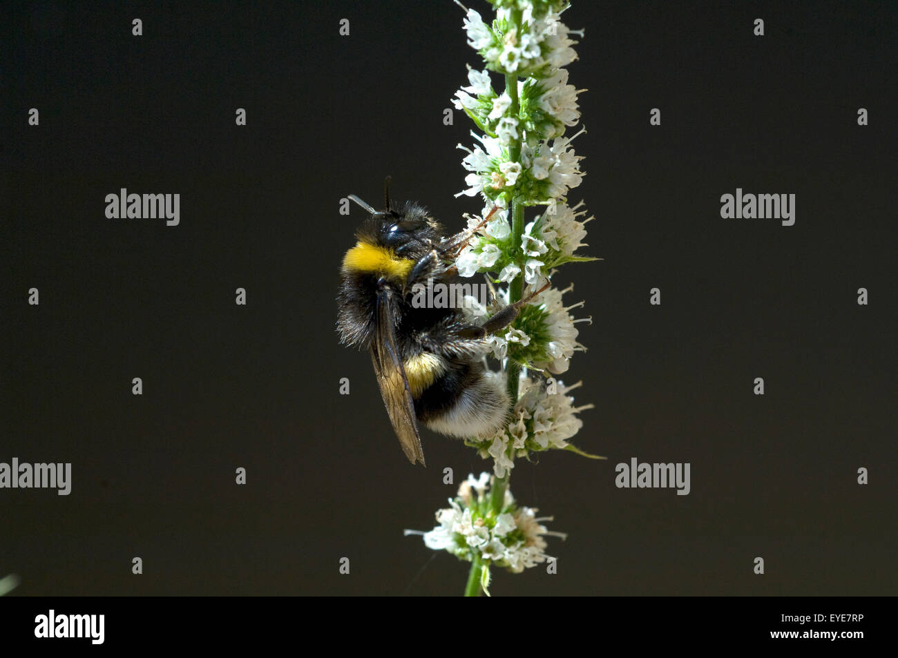 Pfefferminze; Erdhummel, Bombus, terrestris Hummeln, Foto Stock