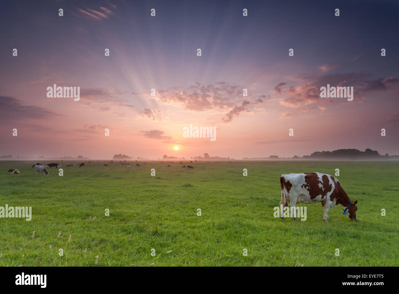Mucca pascolo su terreni adibiti a pascolo a sunrise in estate Foto Stock