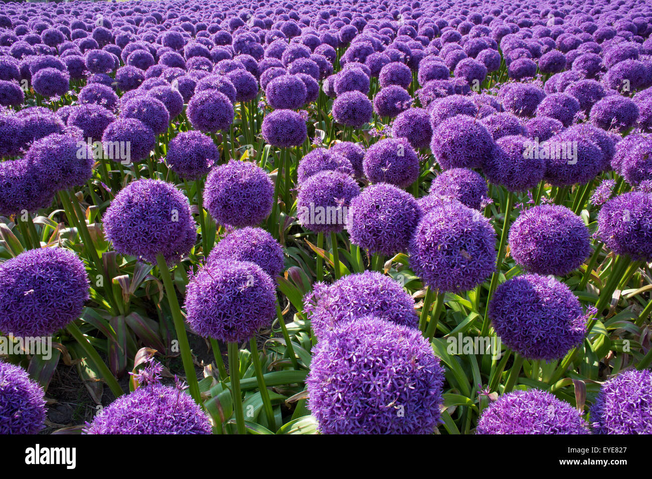 I fiori delle piante di cipolla Foto Stock