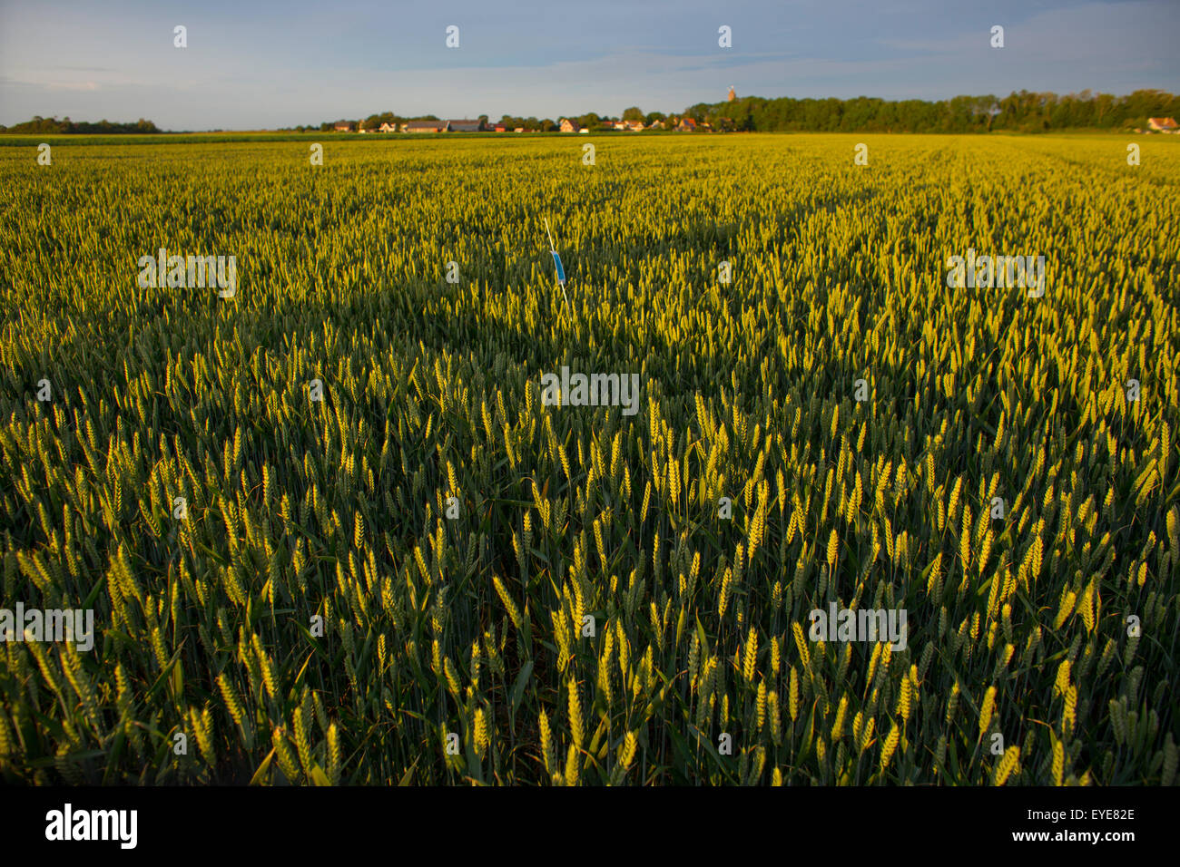 La produzione di grano in paesi bassi Foto Stock
