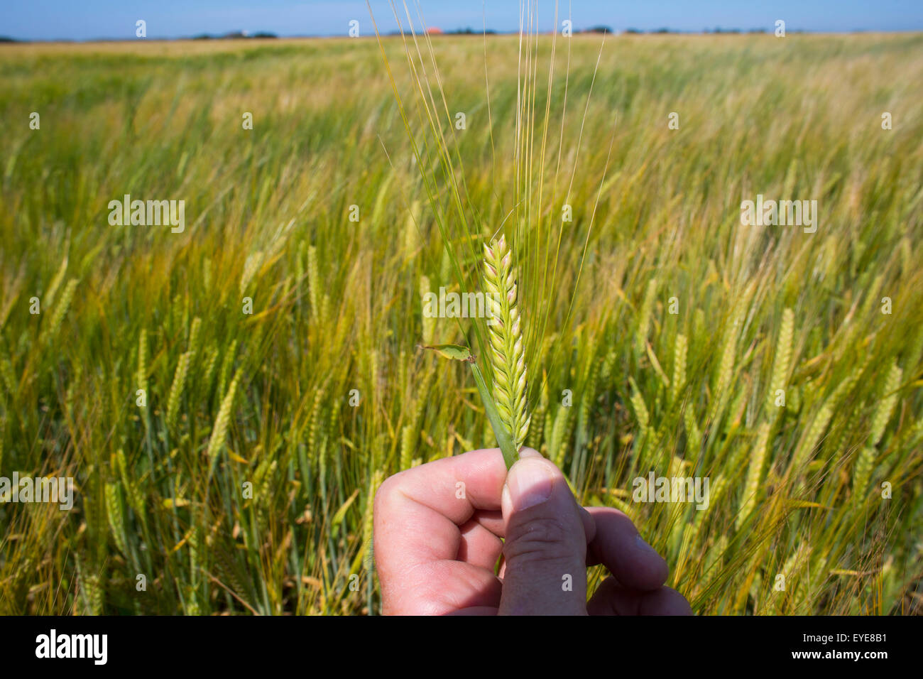 La produzione di grano in paesi bassi Foto Stock