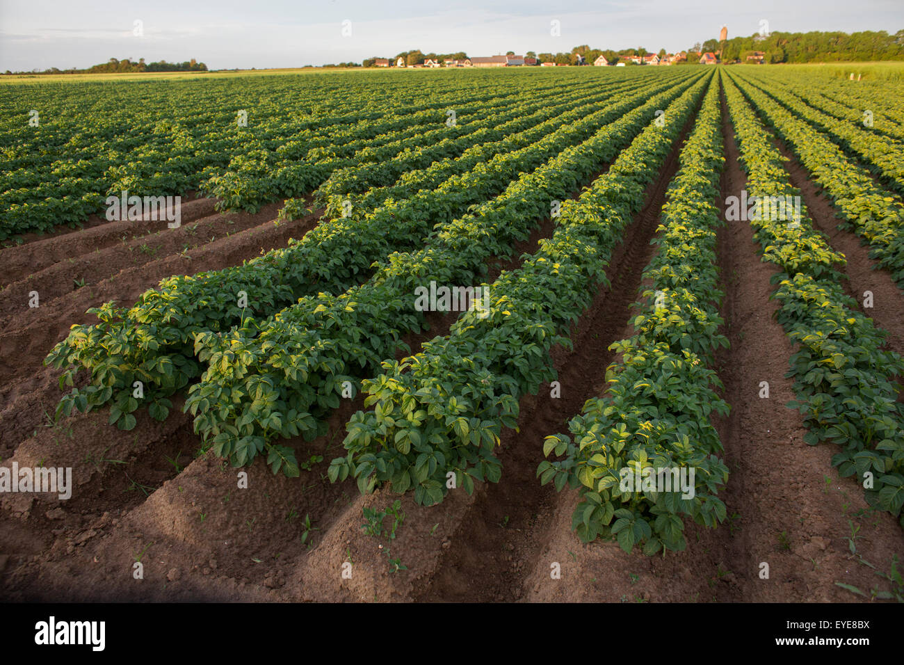 La produzione di patate nei Paesi Bassi Foto Stock