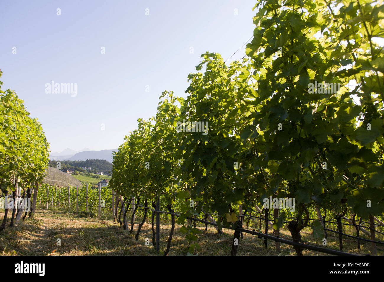 Vigneti nella regione vinicola del sud-ovest di Bolzano, Alto Adige, Italia settentrionale. Foto Stock