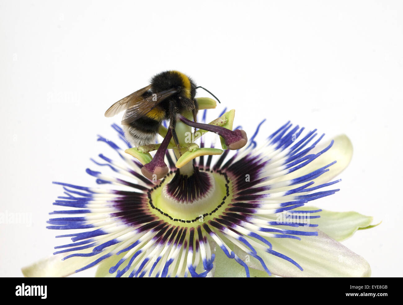 Passionsblume; Erdhummel, Bombus, terrestris, Foto Stock