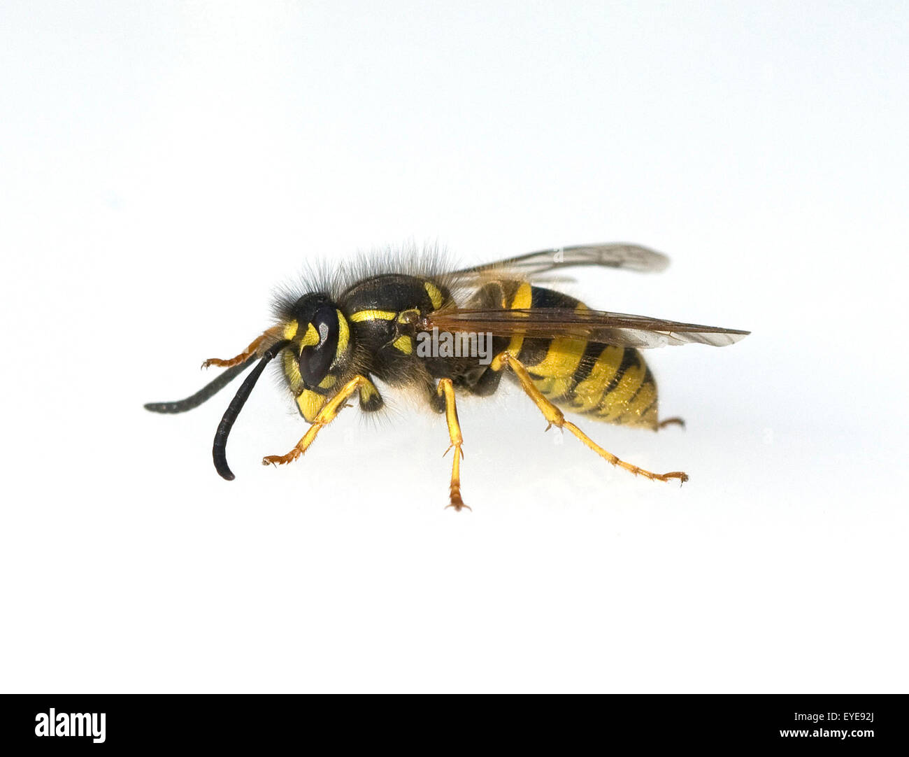 Wespe, Vespula germanica,, Foto Stock