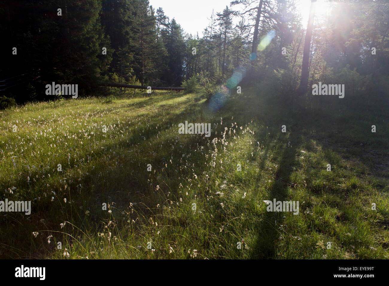 La luce del mattino nel selvaggio prato vicino al lago rurale "Lêch della pranzo' nella Badia Dolomiti Alto Adige Südtirol. L'Italia. Foto Stock