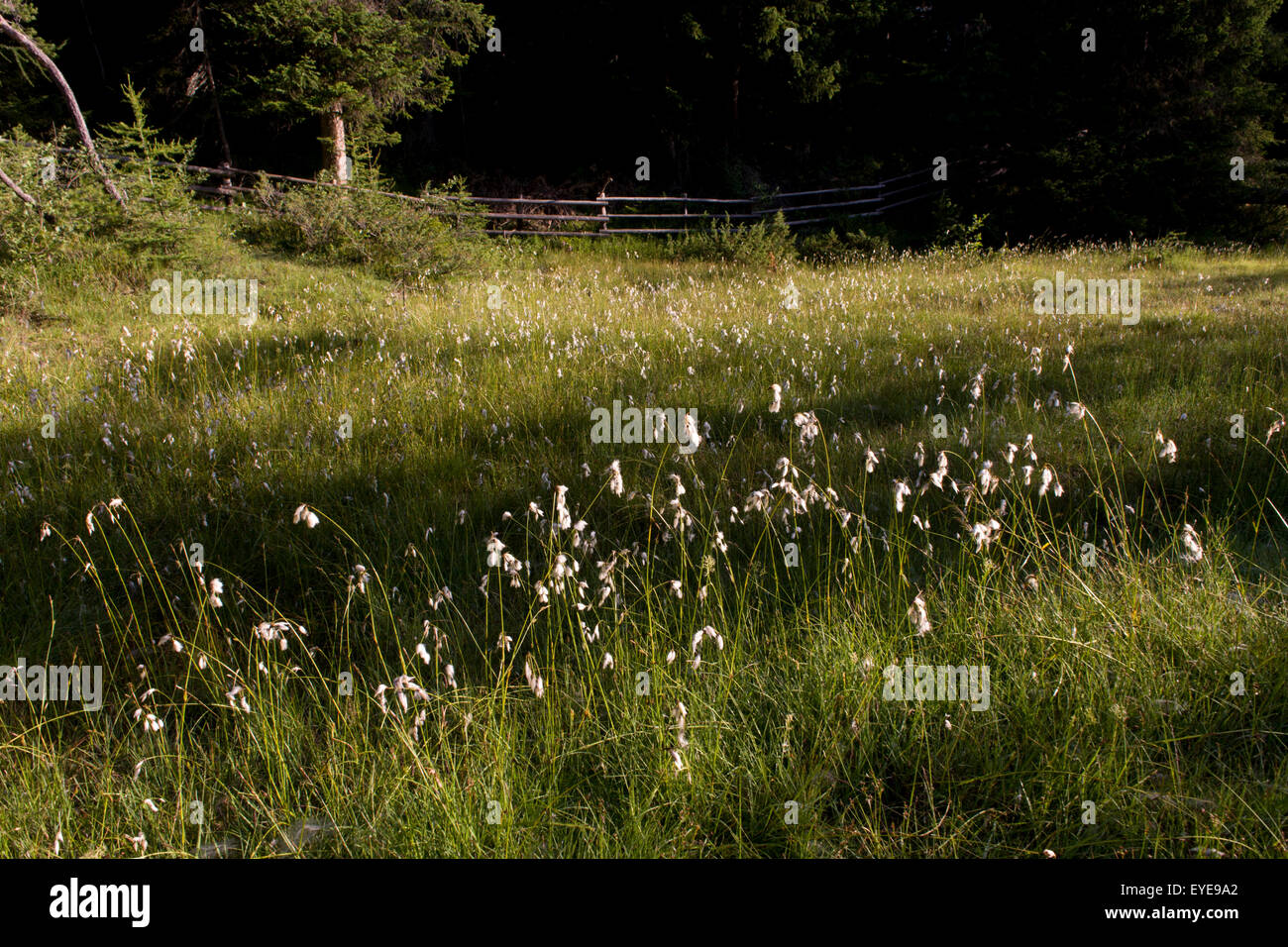 La luce del mattino nel selvaggio prato vicino al lago rurale "Lêch della pranzo' nella Badia Dolomiti Alto Adige Südtirol. L'Italia. Foto Stock