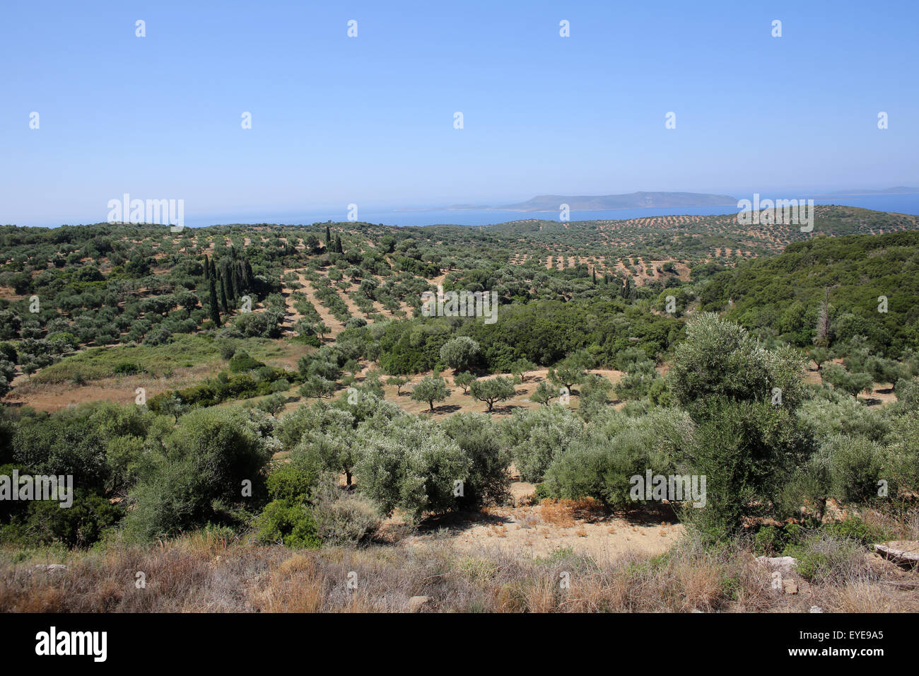 Il frutteto di oliva in Grecia Foto Stock