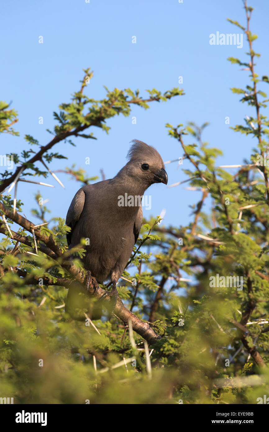 Grigio go-away-bird (Corythaixoides concolor), Kruger National Park, Sud Africa, Foto Stock