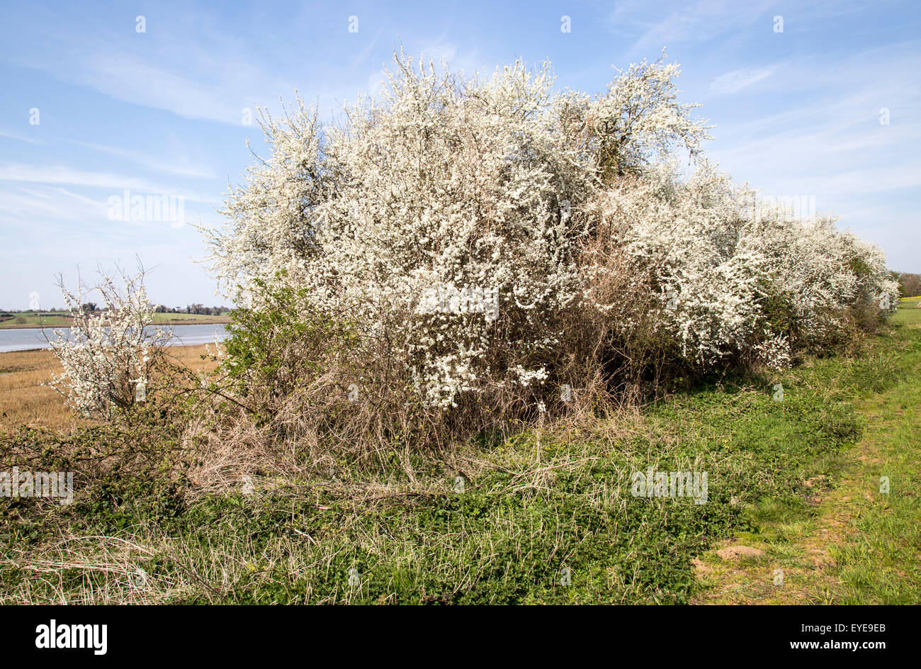 Pruno selvatico in fiore in primavera Methersgate, Sutton, Suffolk, Inghilterra, Regno Unito Foto Stock