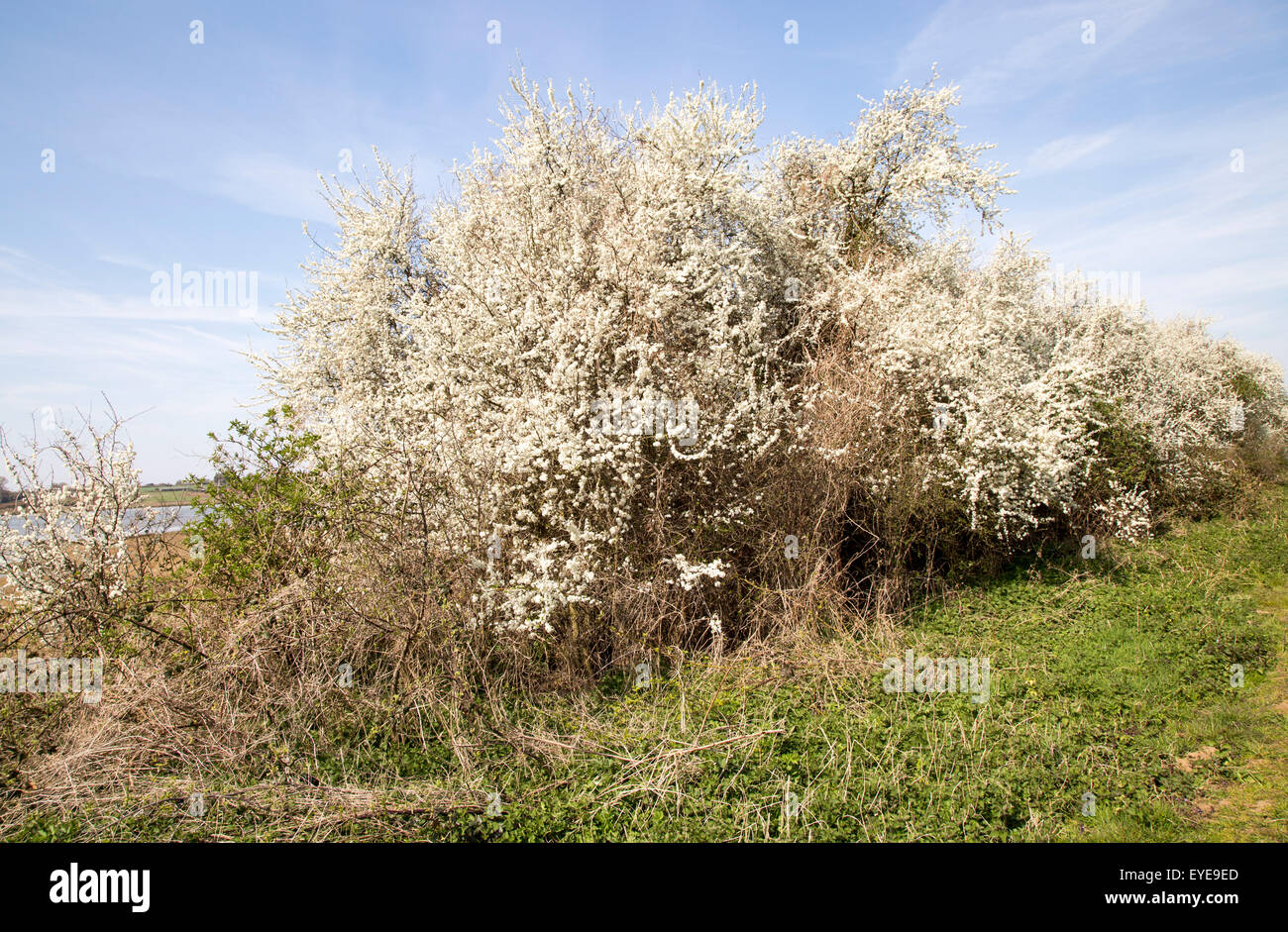 Pruno selvatico in fiore in primavera Methersgate, Sutton, Suffolk, Inghilterra, Regno Unito Foto Stock