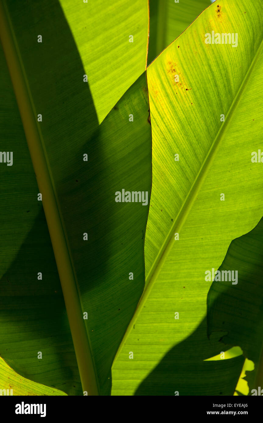 Barbados, dettaglio di foglie di banano; Andromeda Gardens Foto Stock