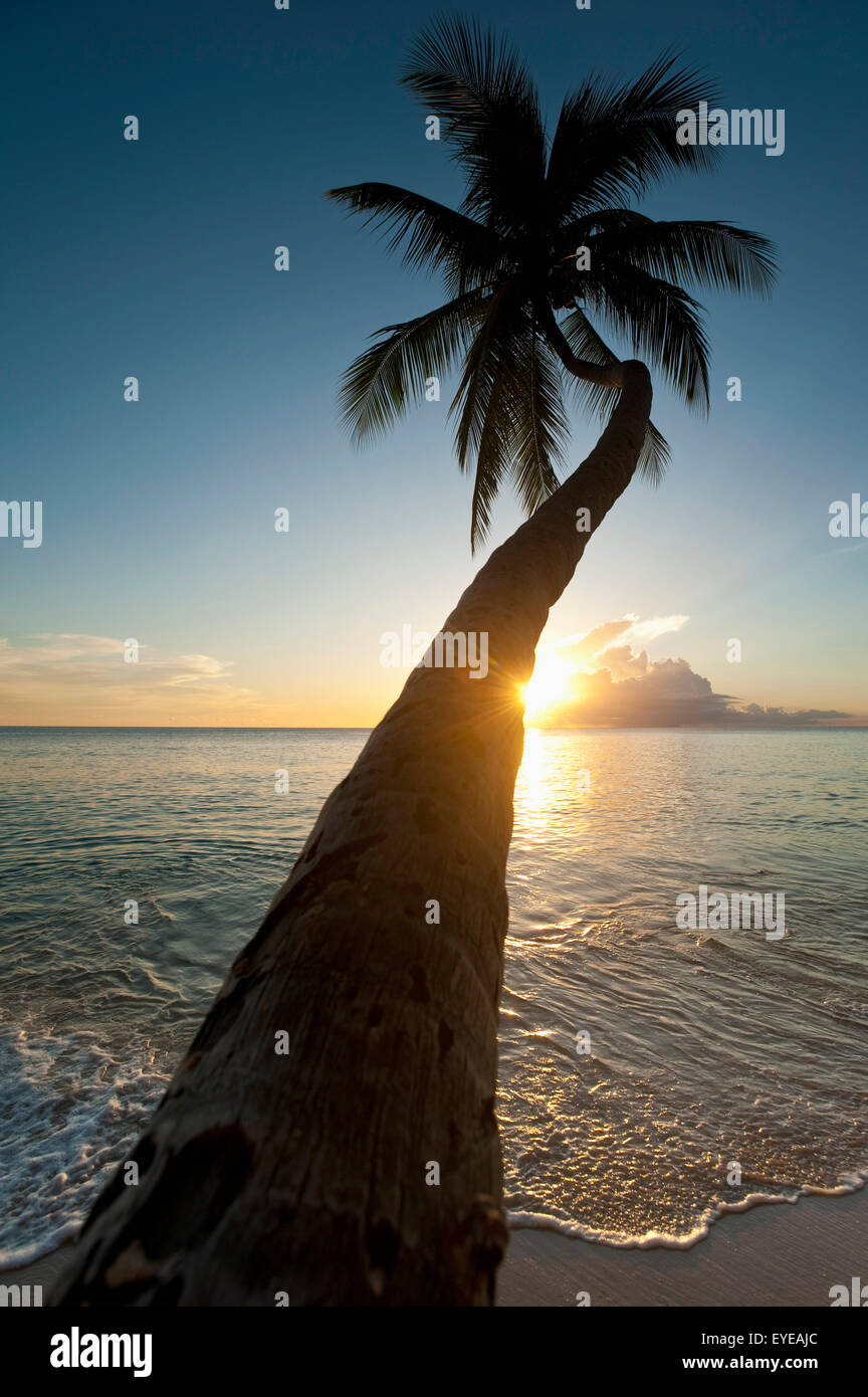 Barbados, Palm tree appoggiata sulla spiaggia al tramonto vicino; Holetown Foto Stock