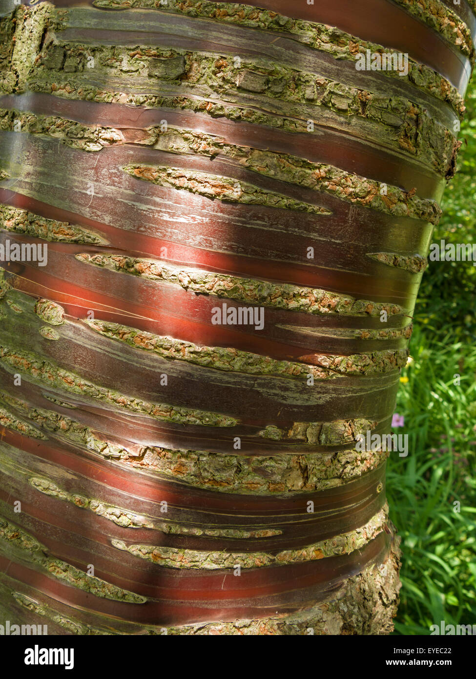 Red Prunus serrula ciliegio tibetano di corteccia di albero, Rutland, UK. Foto Stock