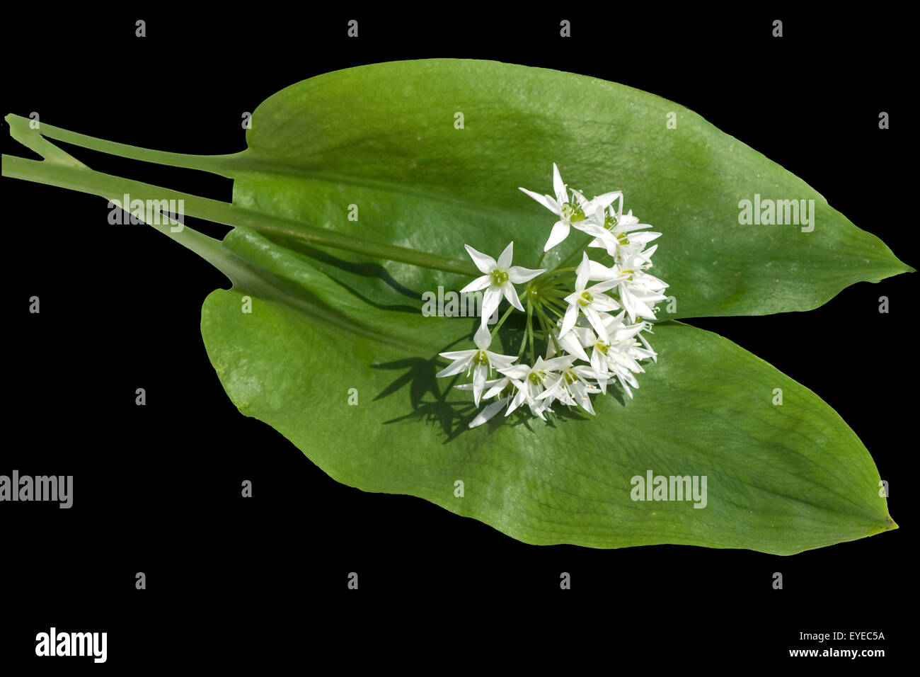 Baerlauch; Allium ursinum;; Zwiebelpflanze; Foto Stock